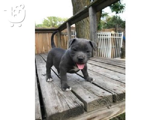 PoulaTo: American Bully Puppies